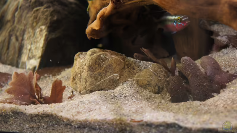 Besatz im Aquarium Kongo River von Mario Köppl (29) (30)