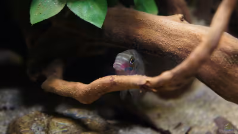 Besatz im Aquarium Kongo River von Mario Köppl (32)