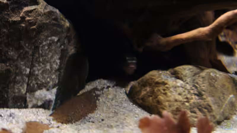 Besatz im Aquarium Kongo River von Mario Köppl (33)