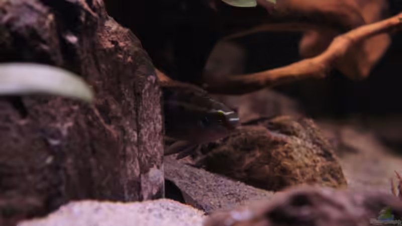 Besatz im Aquarium Kongo River von Mario Köppl (34)