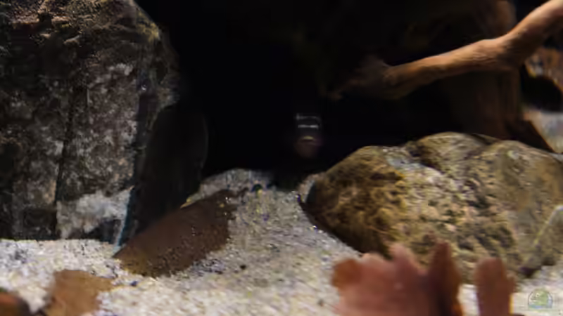 Besatz im Aquarium Kongo River von Mario Köppl (36)