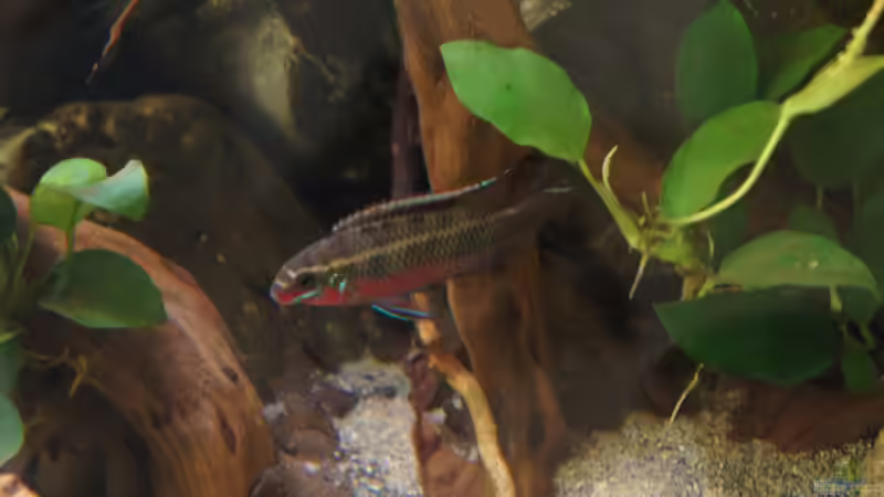 Besatz im Aquarium Kongo River von Mario Köppl (37)