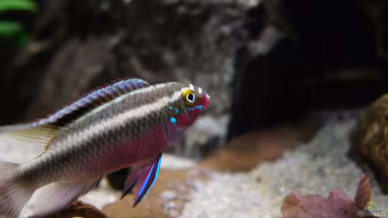 Besatz im Aquarium Kongo River von Mario Köppl (39)