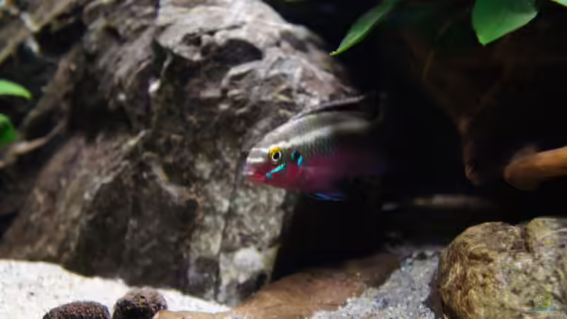 Besatz im Aquarium Kongo River von Mario Köppl (40)