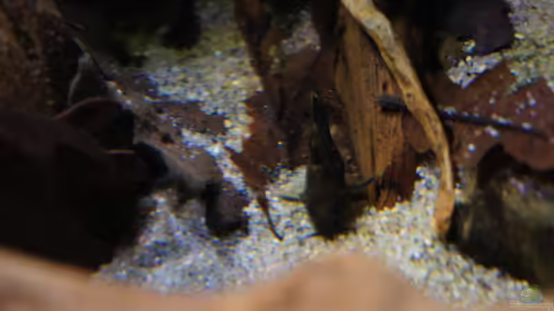 Besatz im Aquarium Kongo River von Mario Köppl (41)