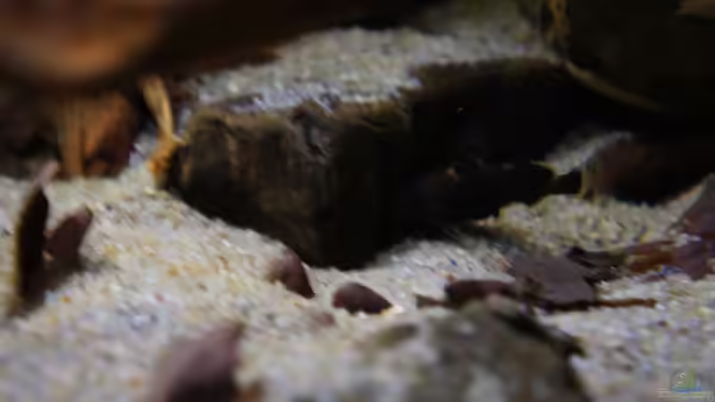 Besatz im Aquarium Kongo River von Mario Köppl (42)