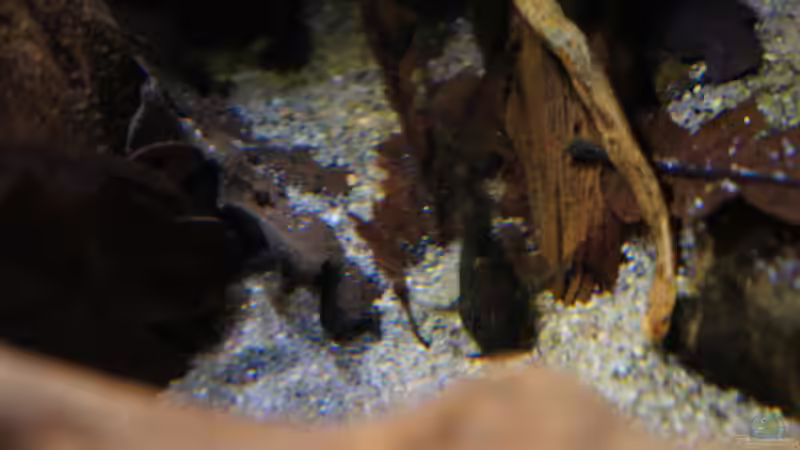 Besatz im Aquarium Kongo River von Mario Köppl (44)