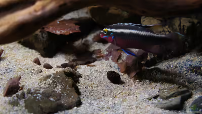 Besatz im Aquarium Kongo River von Mario Köppl (45)