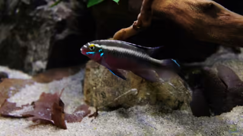 Besatz im Aquarium Kongo River von Mario Köppl (46)