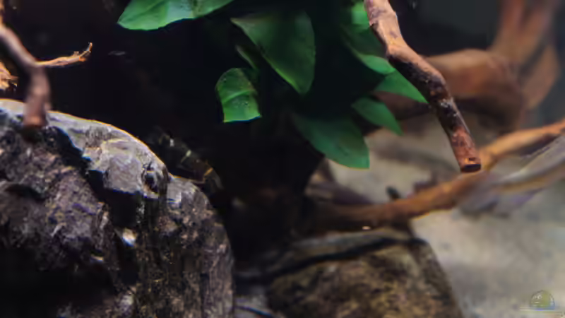 Besatz im Aquarium Kongo River von Mario Köppl (47)