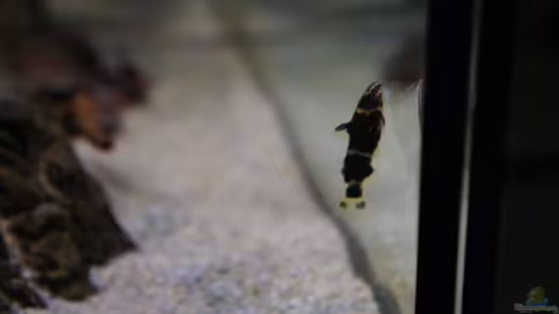 Besatz im Aquarium Kongo River von Mario Köppl (48)