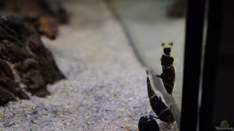 Besatz im Aquarium Kongo River von Mario Köppl (49)