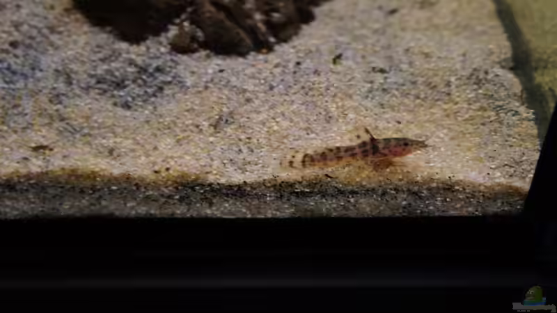 Besatz im Aquarium Kongo River von Mario Köppl (50)