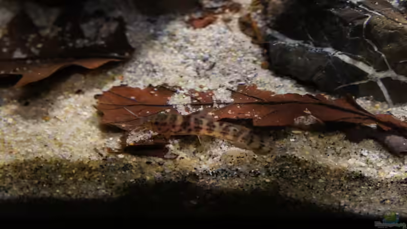 Besatz im Aquarium Kongo River von Mario Köppl (51)