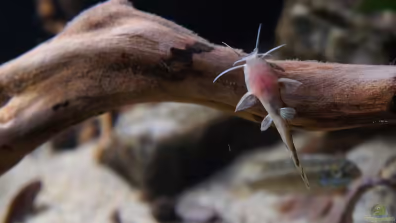 Besatz im Aquarium Kongo River von Mario Köppl (53)