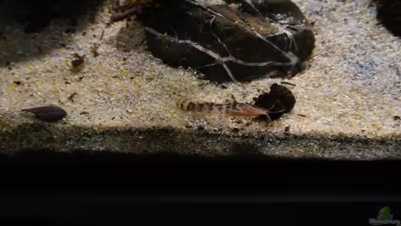 Besatz im Aquarium Kongo River von Mario Köppl (54)