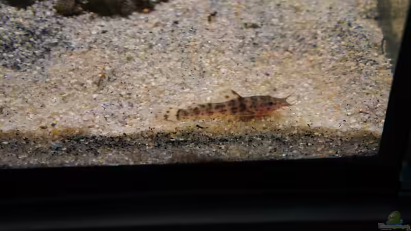 Besatz im Aquarium Kongo River von Mario Köppl (55)