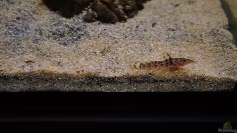 Besatz im Aquarium Kongo River von Mario Köppl (57)