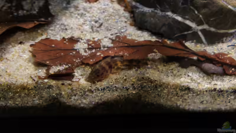 Besatz im Aquarium Kongo River von Mario Köppl (58)