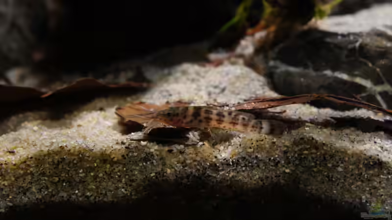 Besatz im Aquarium Kongo River von Mario Köppl (59)