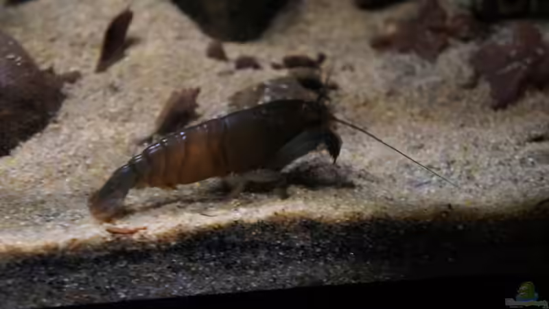 Besatz im Aquarium Kongo River von Mario Köppl (61)