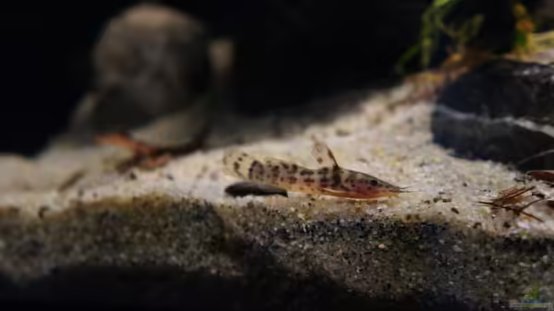 Besatz im Aquarium Kongo River von Mario Köppl (62)