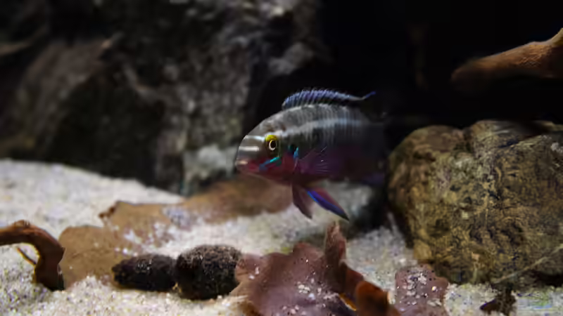 Besatz im Aquarium Kongo River von Mario Köppl (64)