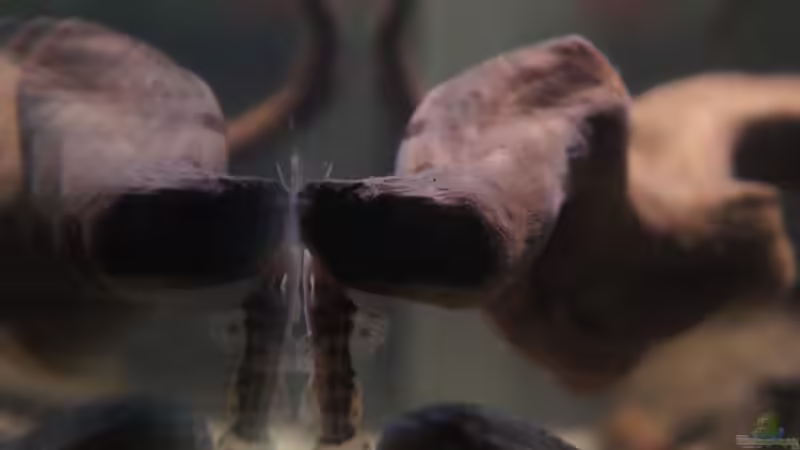 Besatz im Aquarium Kongo River von Mario Köppl (66)