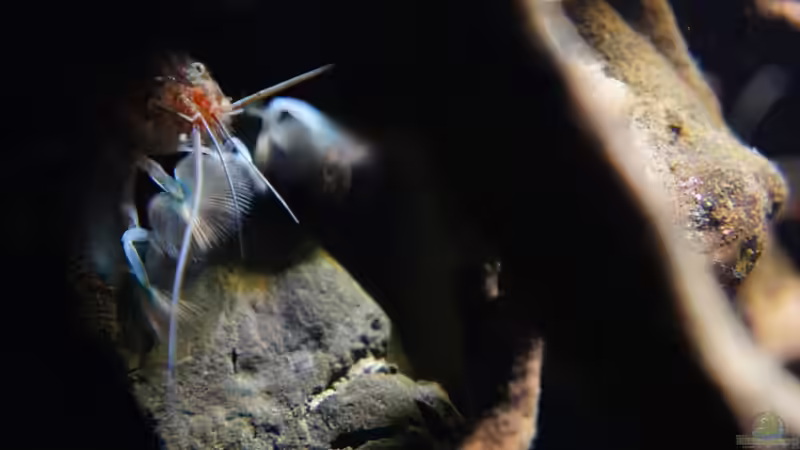 Besatz im Aquarium Kongo River von Mario Köppl (67)