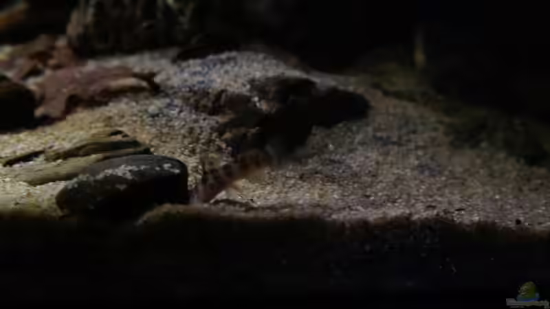 Besatz im Aquarium Kongo River von Mario Köppl (68)