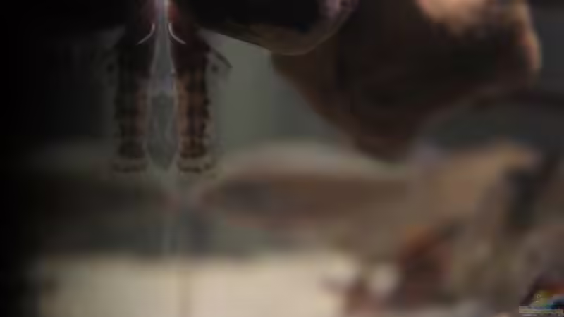 Besatz im Aquarium Kongo River von Mario Köppl (69)