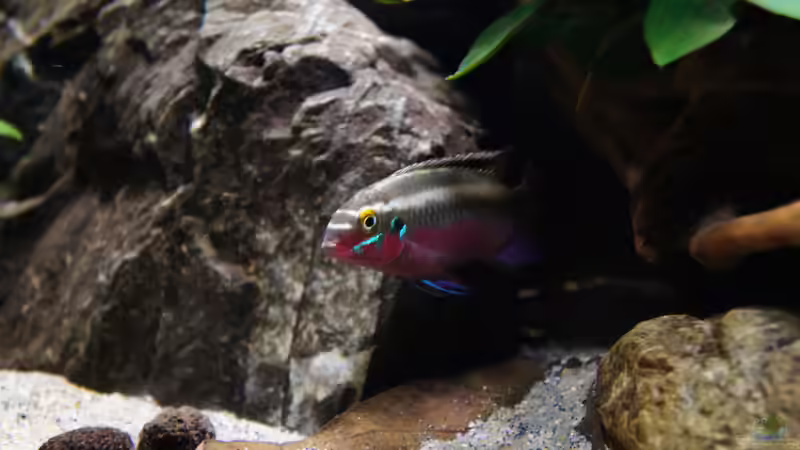 Besatz im Aquarium Kongo River von Mario Köppl (71)