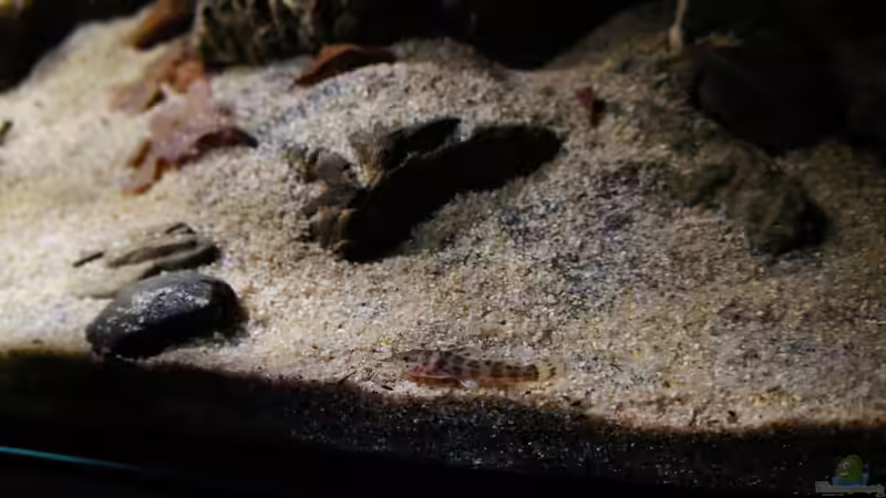 Besatz im Aquarium Kongo River von Mario Köppl (73)