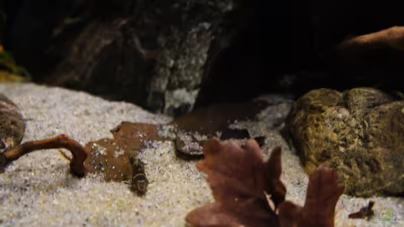 Besatz im Aquarium Kongo River von Mario Köppl (77)