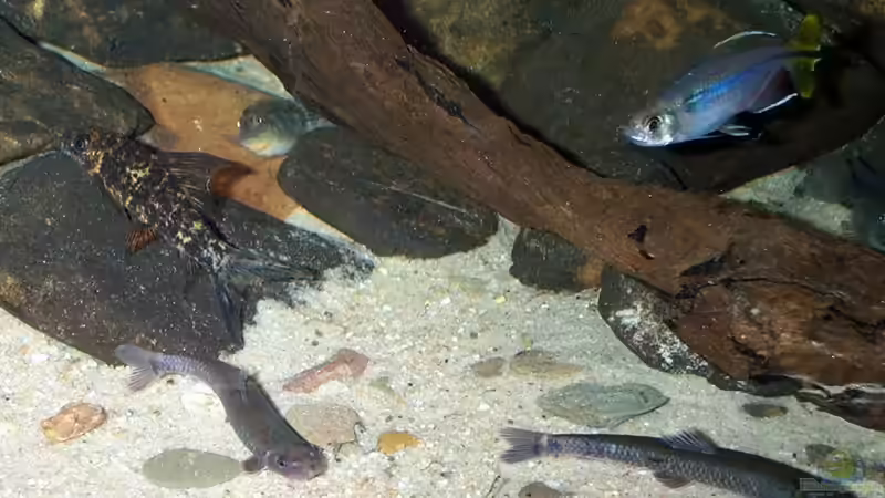 Besatz im Aquarium Kongo-Stromschnellen-Biotop / nur noch Beispiel von Misanthrop (12)