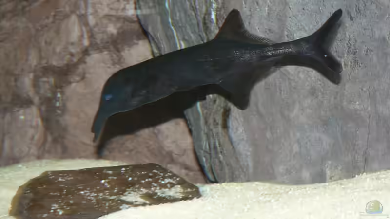 Besatz im Aquarium Kongo-Wildwasser von Philip Richter (8)