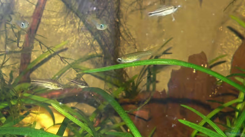 Besatz im Aquarium Kongofarnwald von derflo (10)