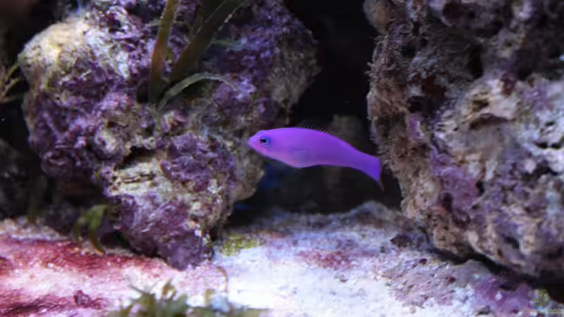 Besatz im Aquarium Koral karang von Julien Preuß (11)