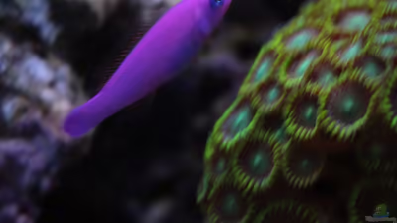 Besatz im Aquarium Koral karang von Julien Preuß (14)