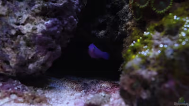 Besatz im Aquarium Koral karang von Julien Preuß (15)