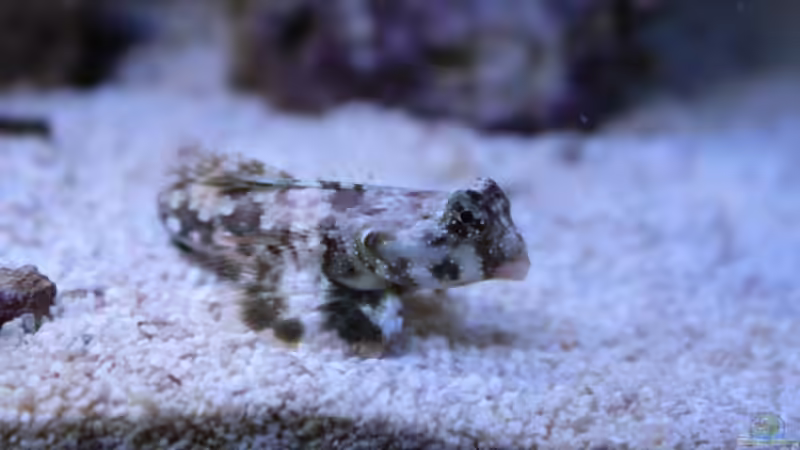 Besatz im Aquarium Koral karang von Julien Preuß (20)