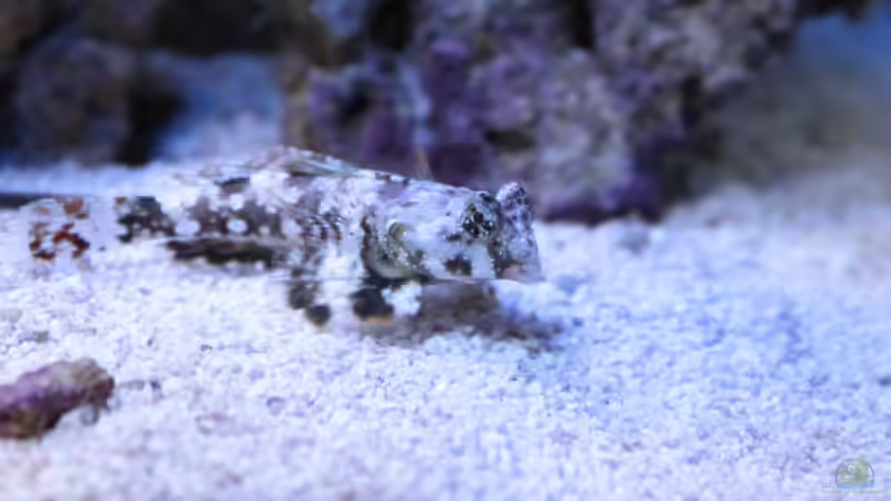 Besatz im Aquarium Koral karang von Julien Preuß (21)