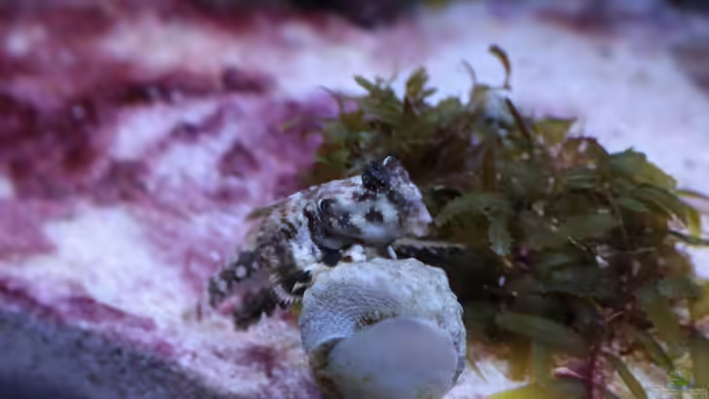 Besatz im Aquarium Koral karang von Julien Preuß (29)