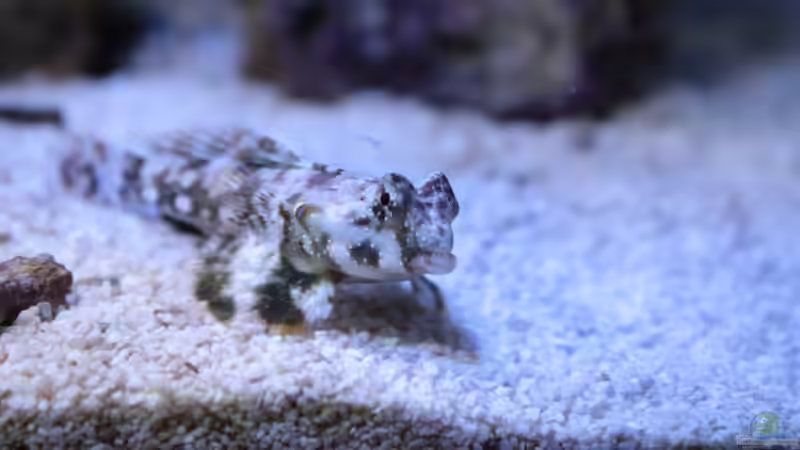 Besatz im Aquarium Koral karang von Julien Preuß (5)