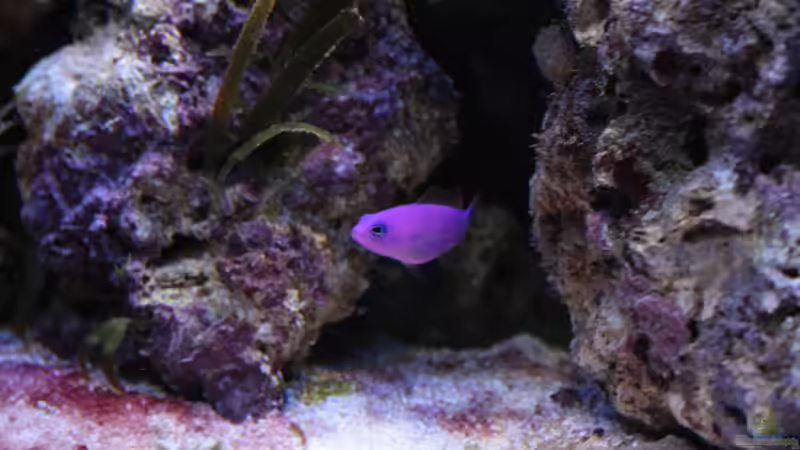 Besatz im Aquarium Koral karang von Julien Preuß (7)