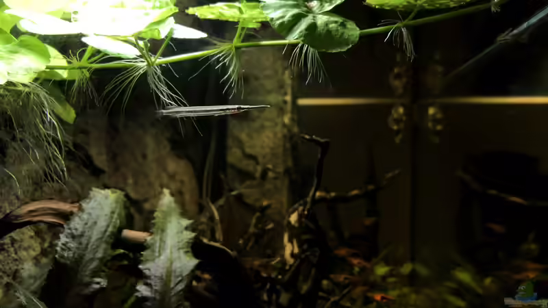 Besatz im Aquarium Krabi-Thailand Becken von bluezone (24)