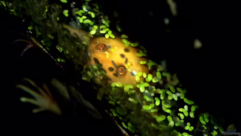 Besatz im Aquarium Krallenfrösche von JR (12)