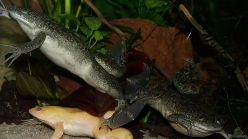 Besatz im Aquarium Krallenfrösche von JR (7)