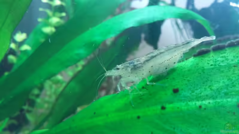 Besatz im Aquarium Krebs und Garnelen becken von Hannes Bstieler (3)
