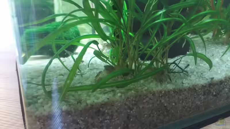 Besatz im Aquarium Krebs und Garnelen becken von Hannes Bstieler (4)